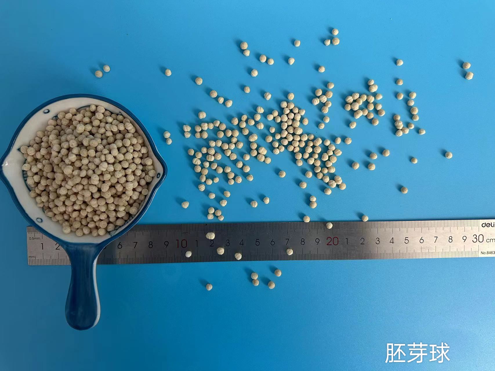 胚芽球